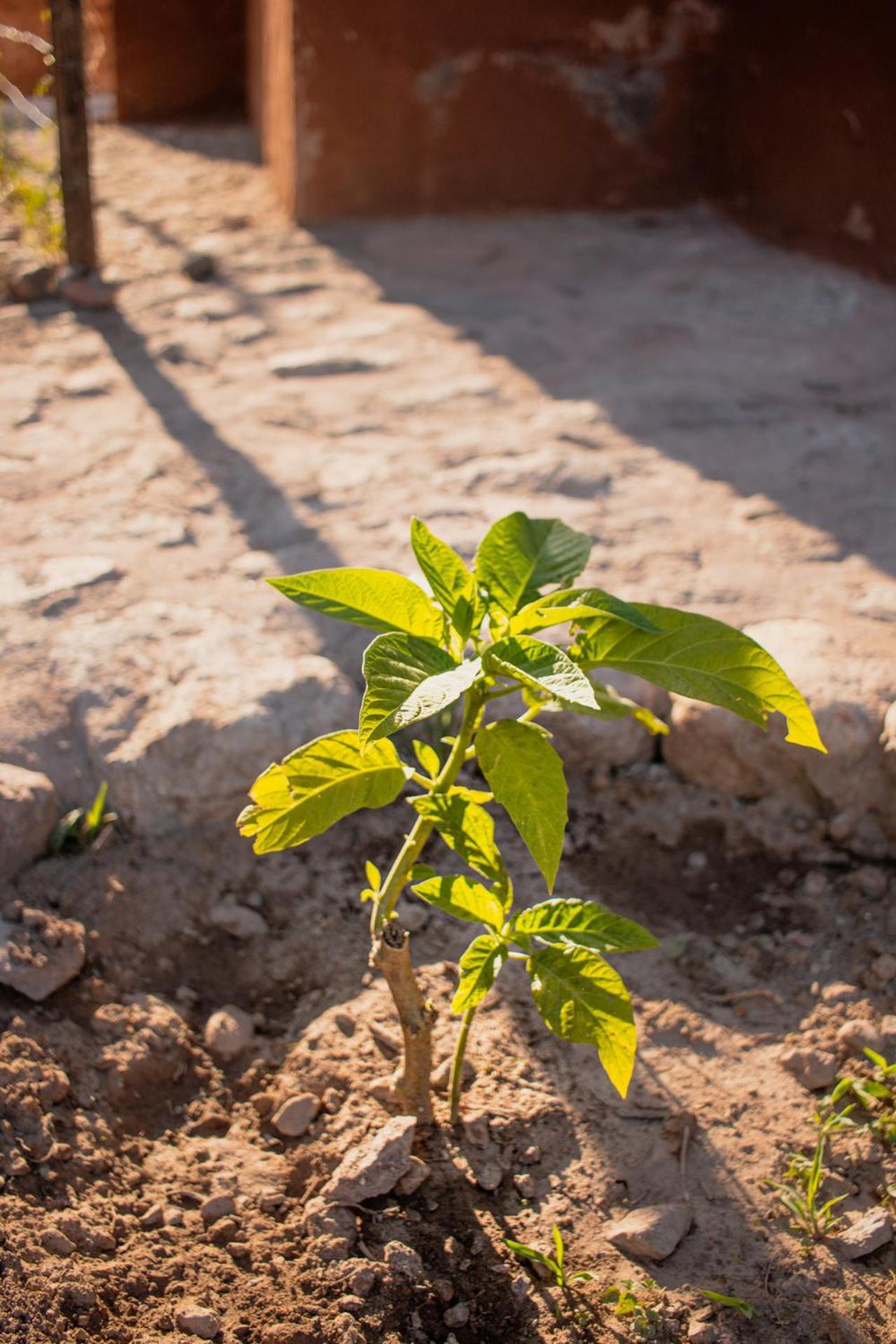 Allin Illary Eco Hospedaje Urubamba Bagian luar foto