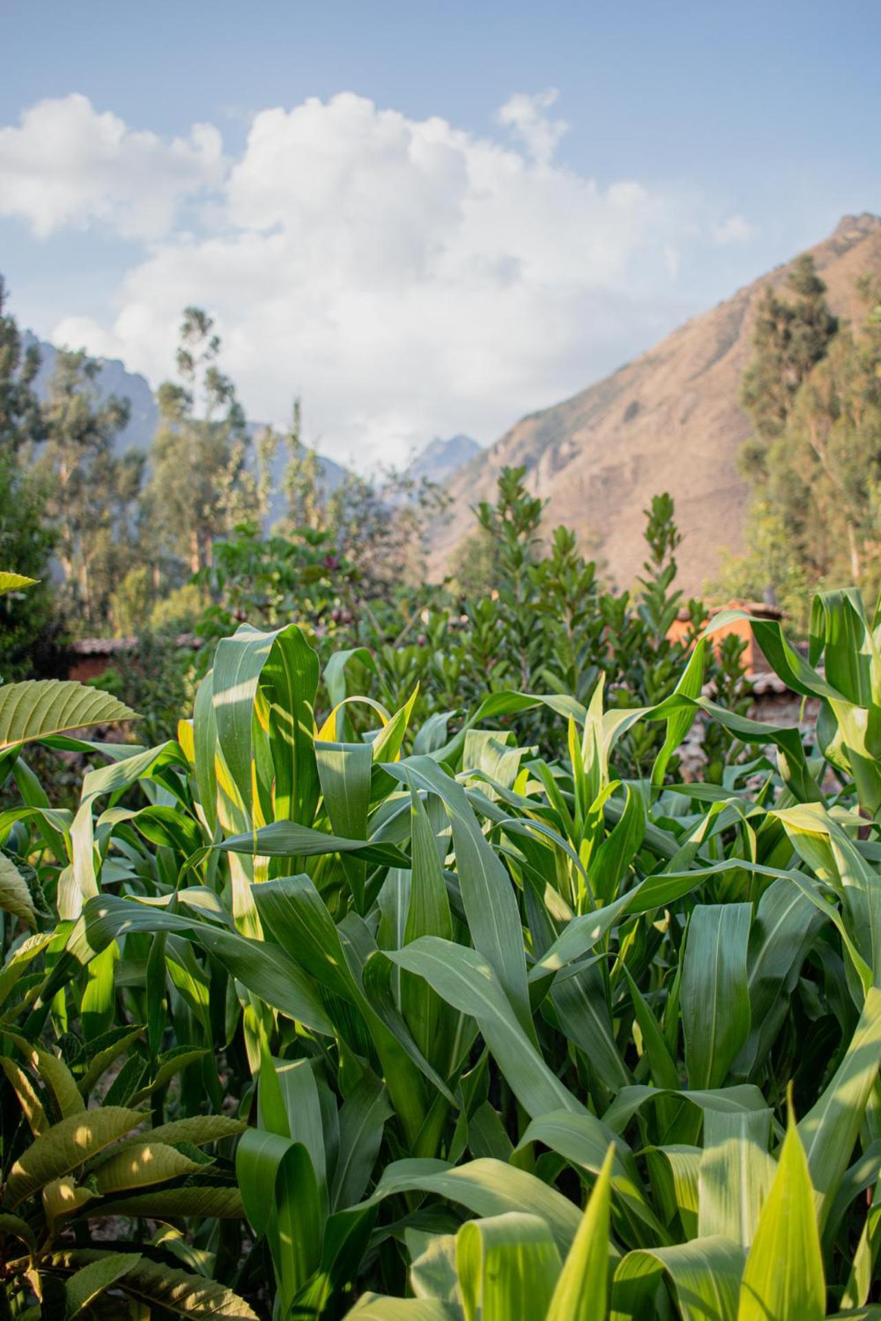 Allin Illary Eco Hospedaje Urubamba Bagian luar foto