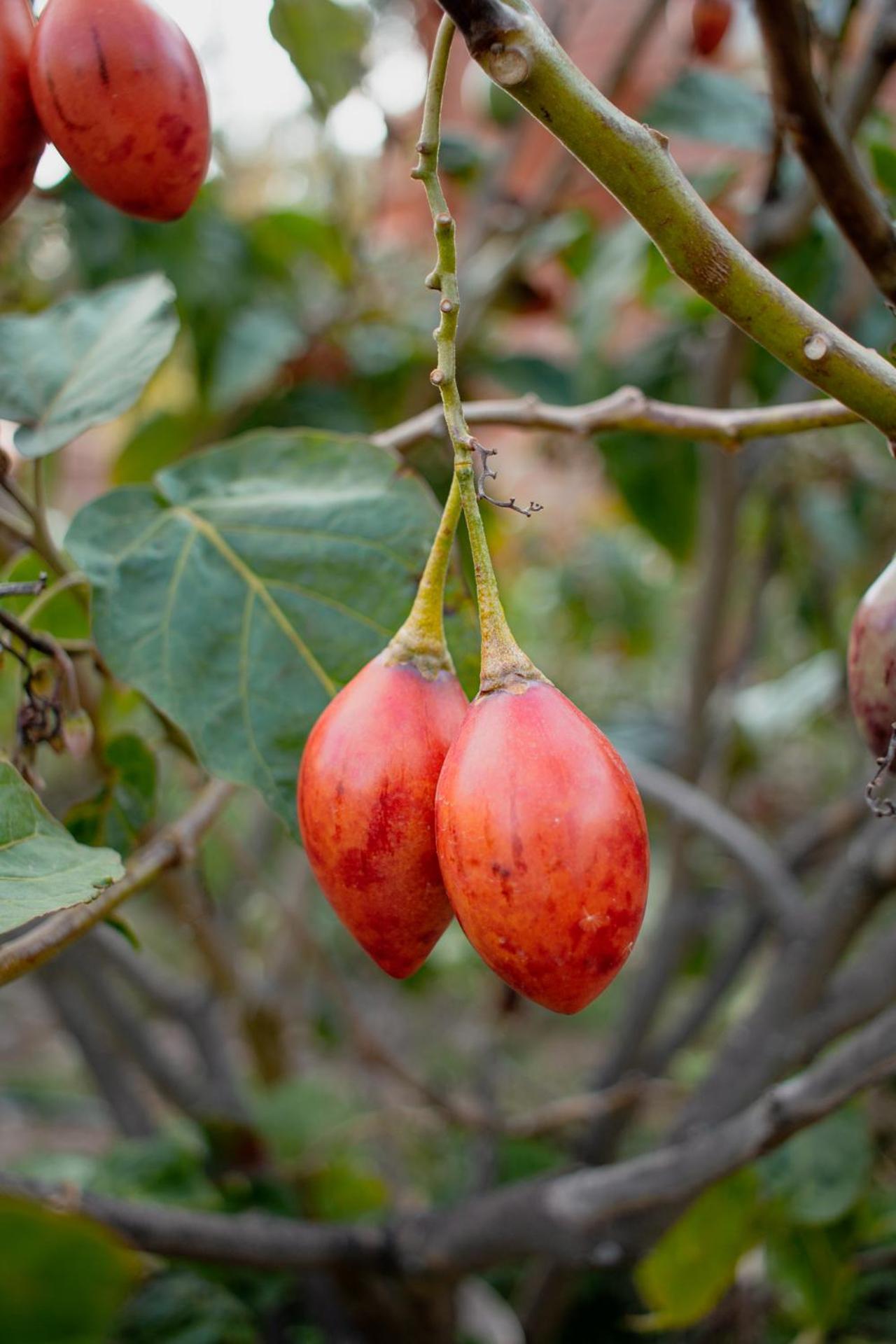Allin Illary Eco Hospedaje Urubamba Bagian luar foto