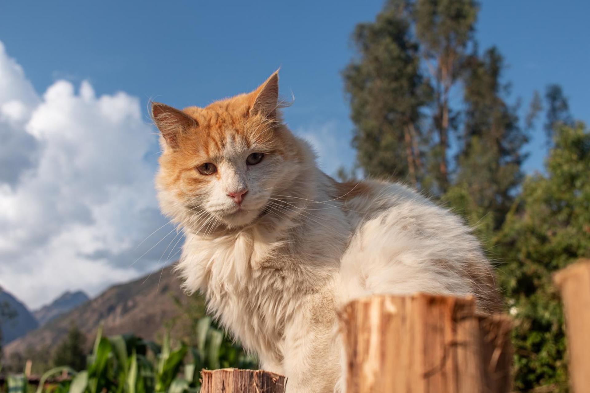 Allin Illary Eco Hospedaje Urubamba Bagian luar foto